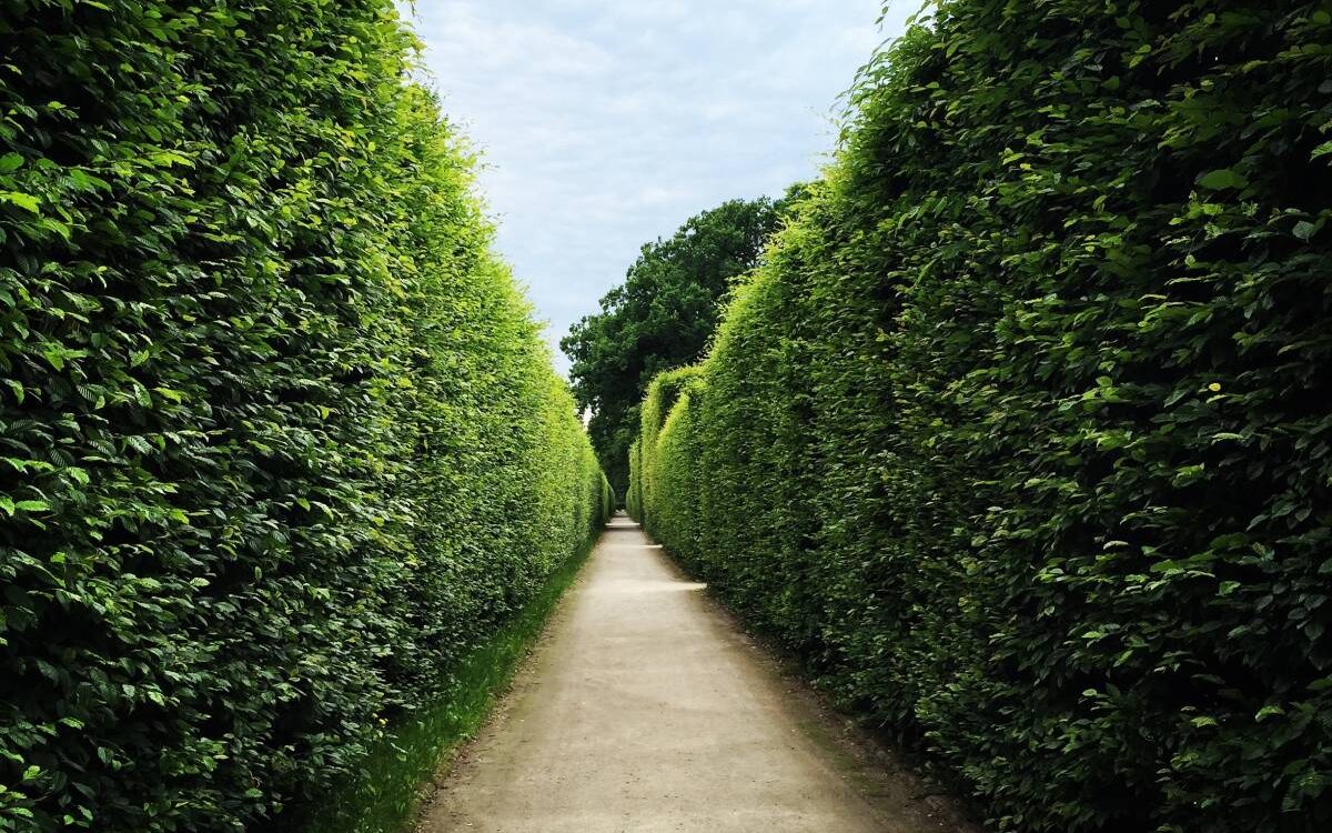 Quelle haie de jardin choisir ? Guebwiller