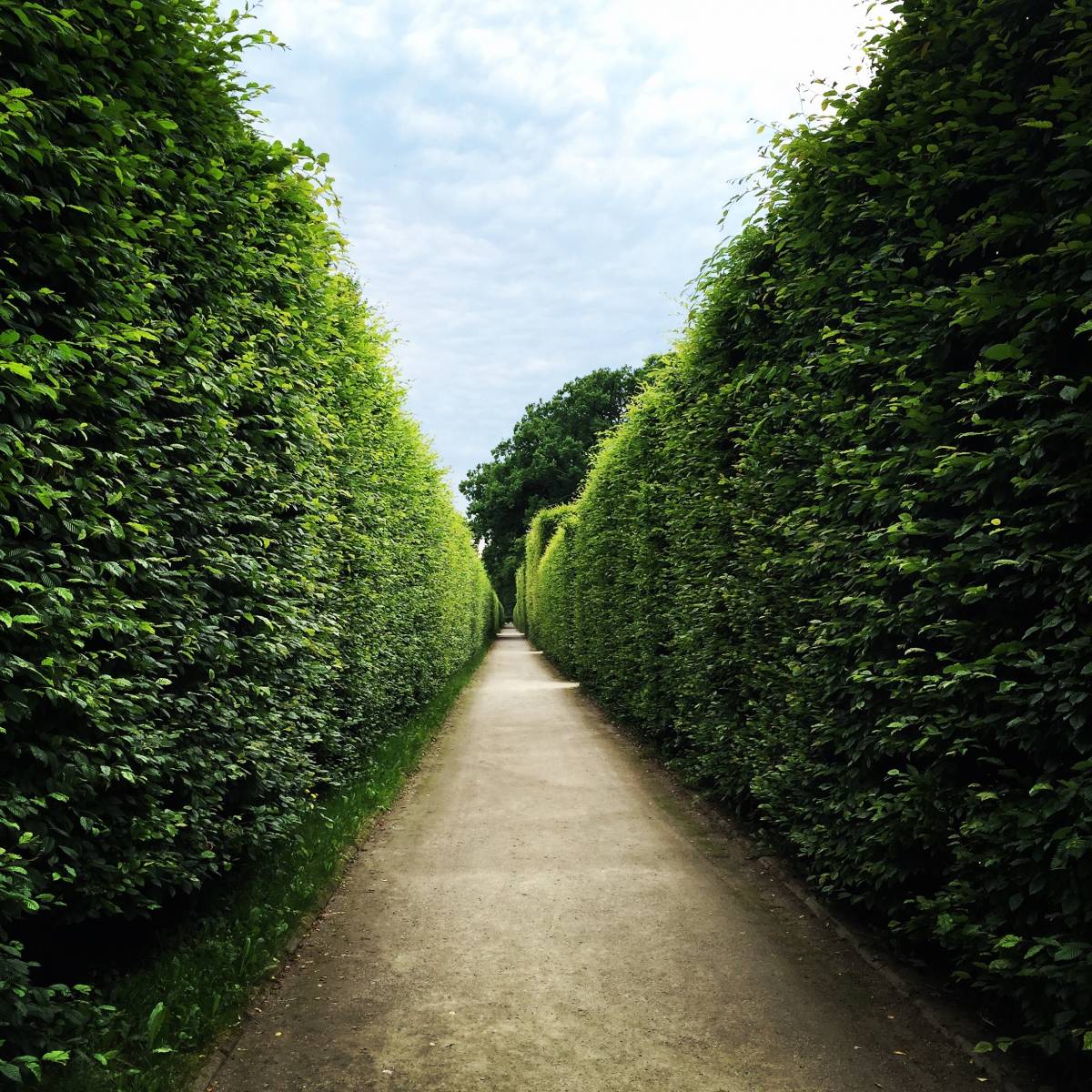 Quelle haie de jardin choisir ? Guebwiller